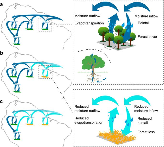 Dieback: how deforestation and climate change could push the Amazon to ...